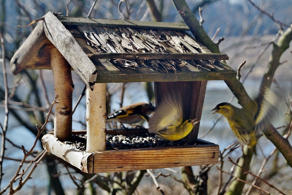 Wie füttert man die Vögel im Winter