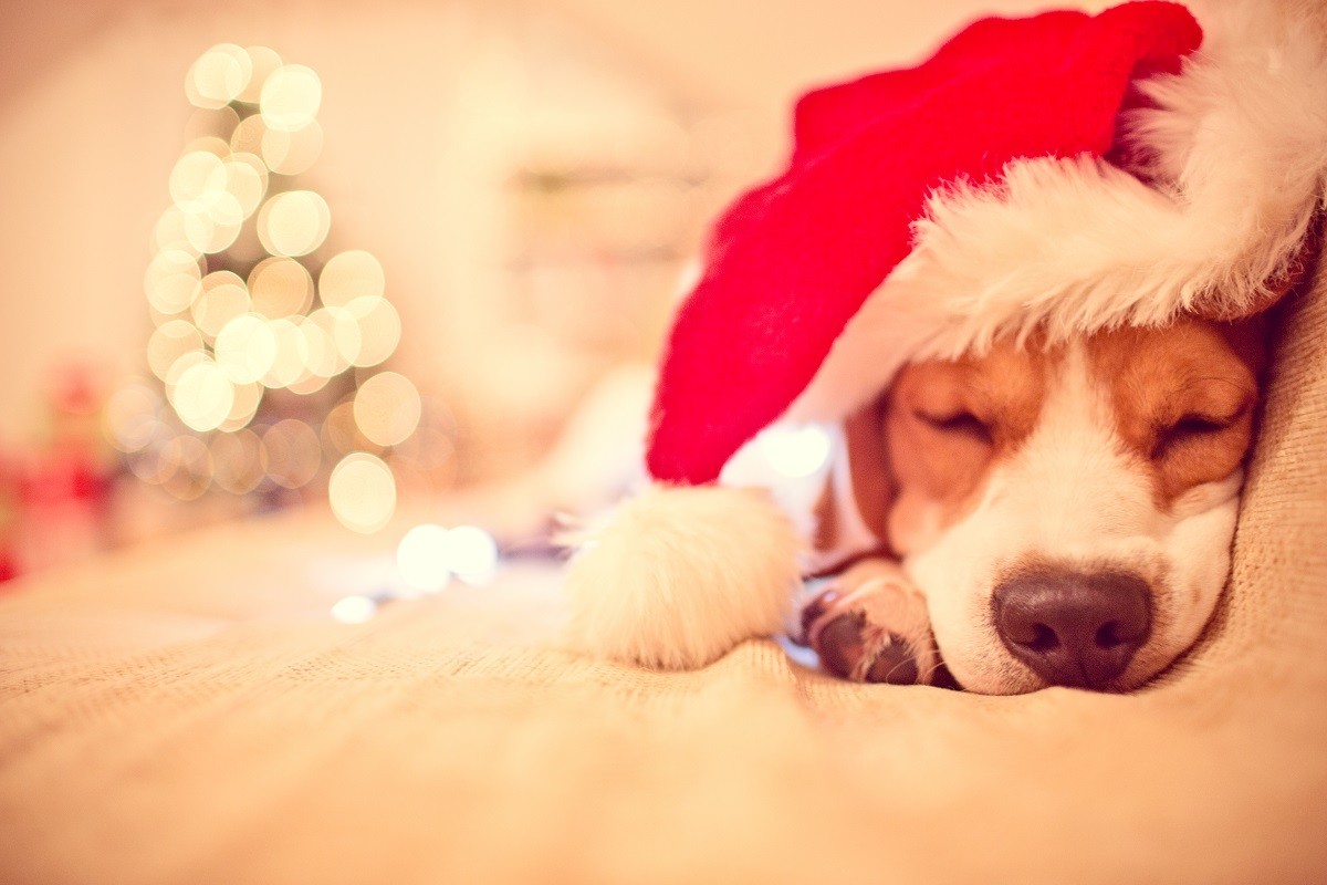 Weihnachten mit Hund und Katze