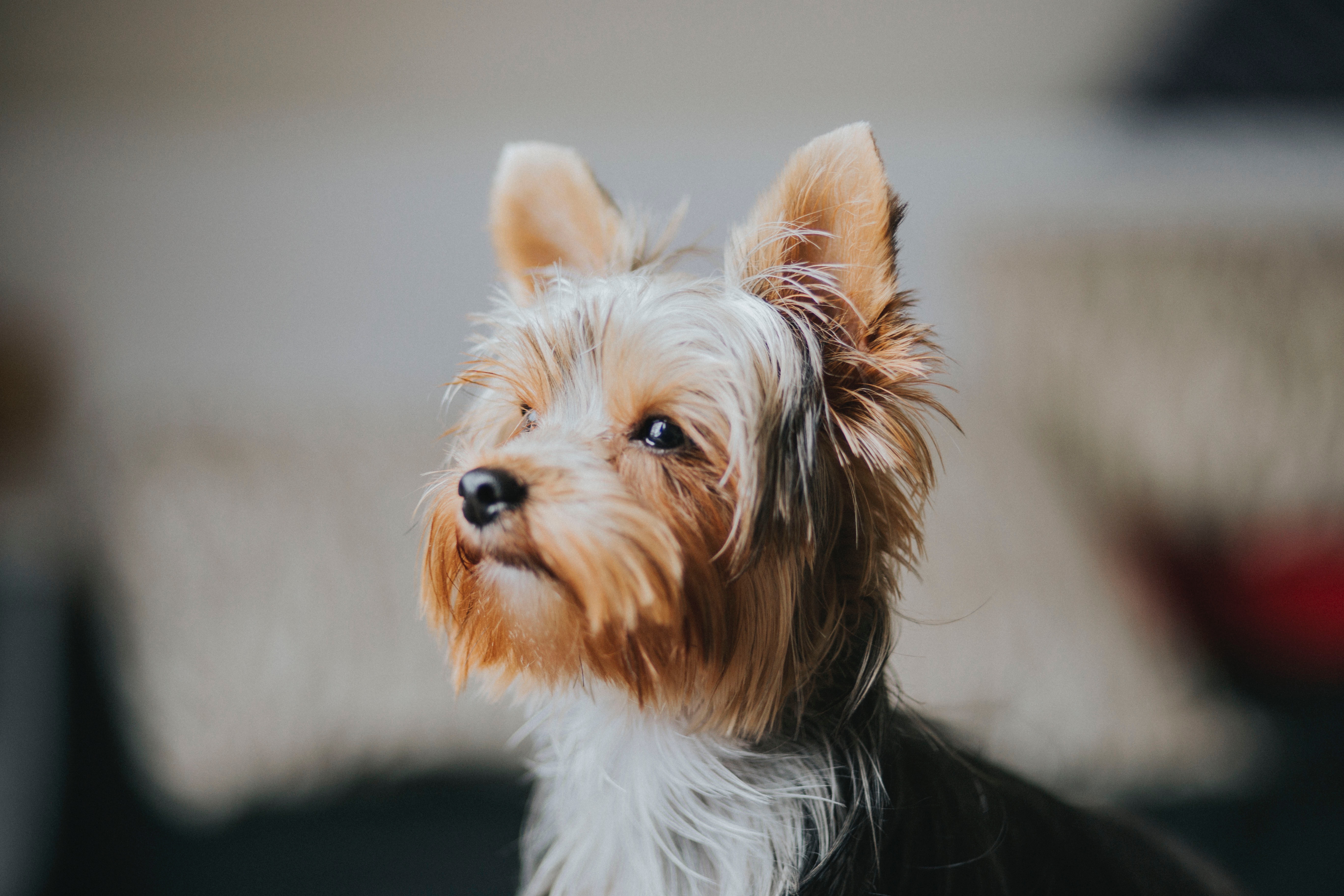 Hundeenzyklopädie: Yorkshire Terrier (York)