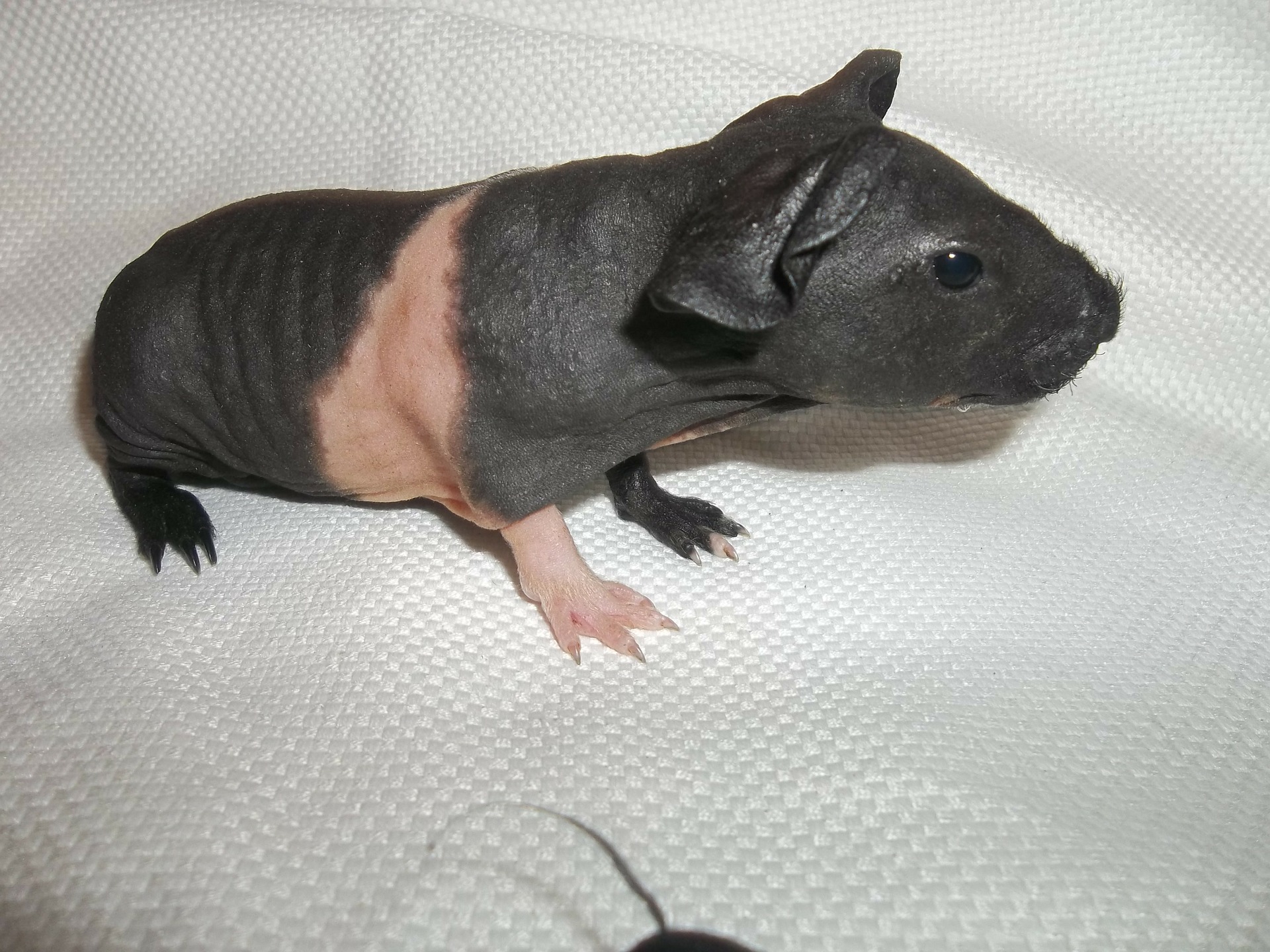Haarlose Meerschweinchen sind sehr empfindlich. Sie haben kein Fell d.h. die Hauptschicht, die vor Witterungseinflüssen, mechanischen Verletzungen und Austrocknung schützt.