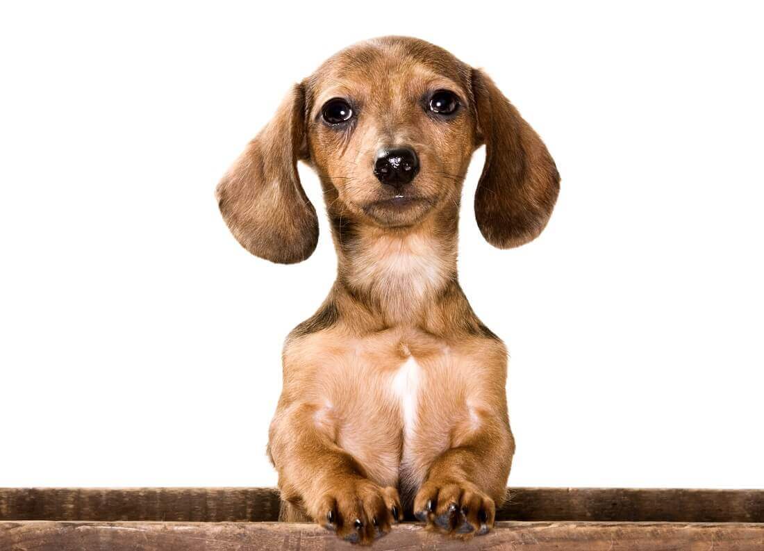 Pyometrabei Hunden als lebensbedrohlicher Zustand