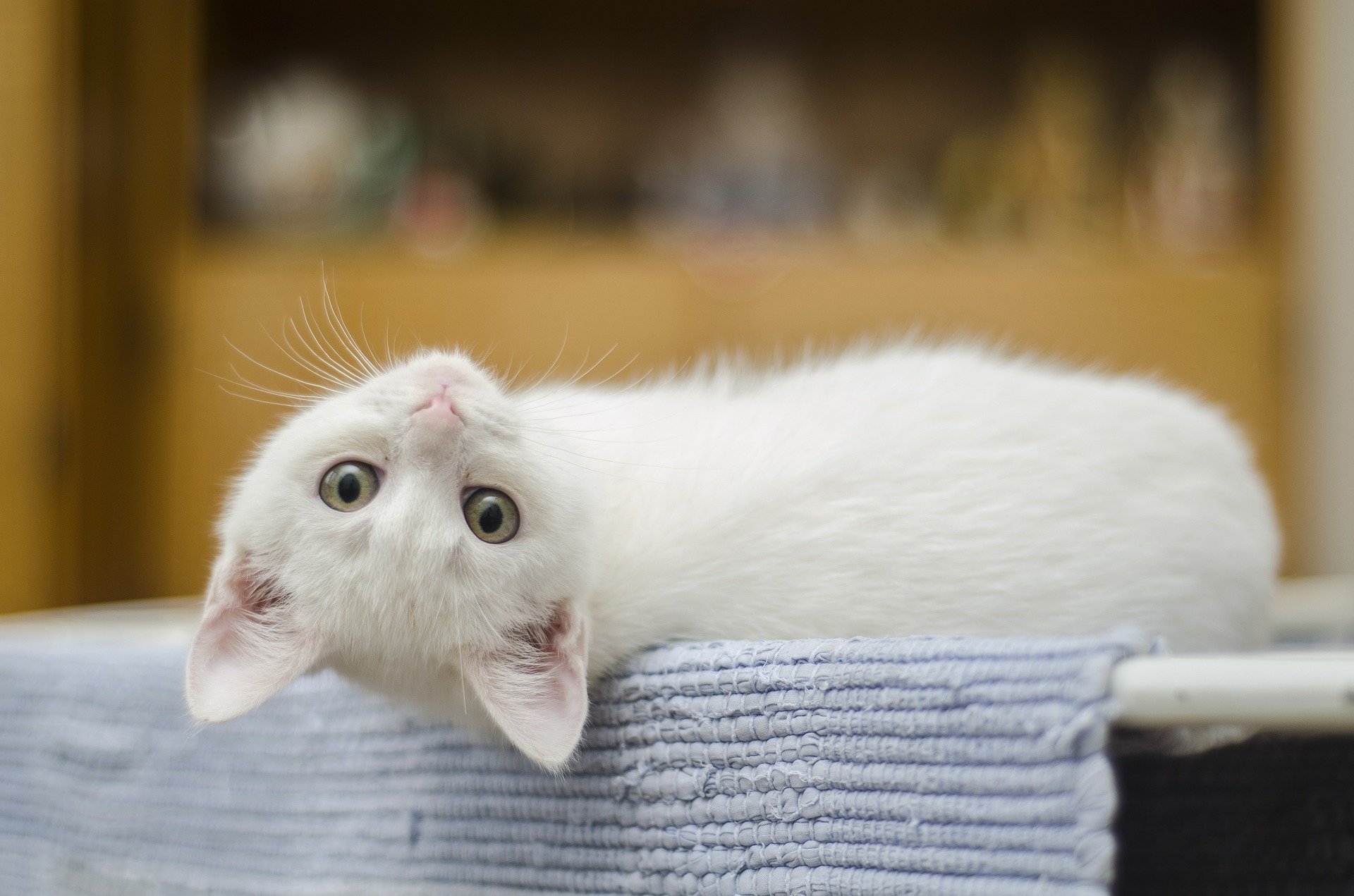 Katzenwürmer - Symptome, Ursachen. Wann und wie entwurmt man die Katze