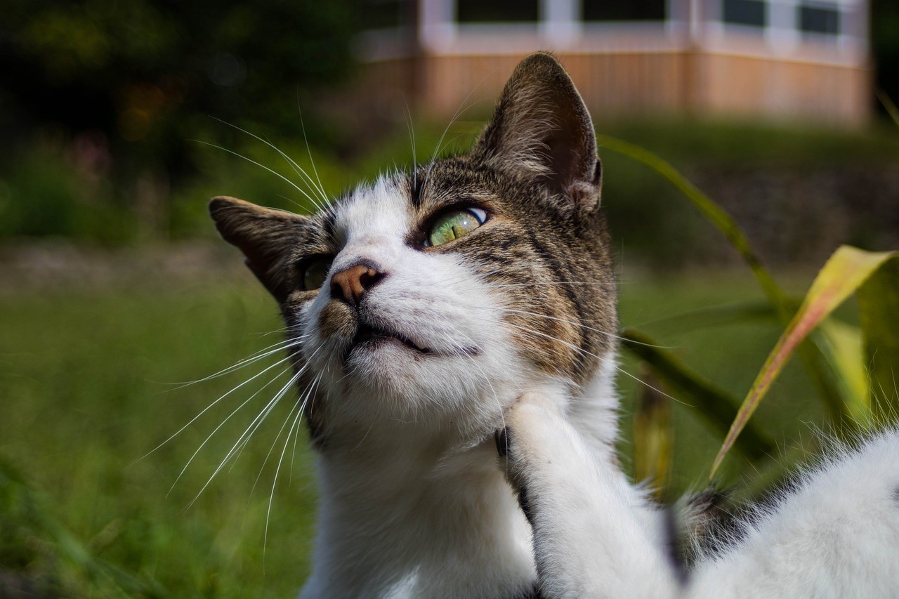 Wenn Katzen sich kratzen. Ursachen, Symptome und Verfahren