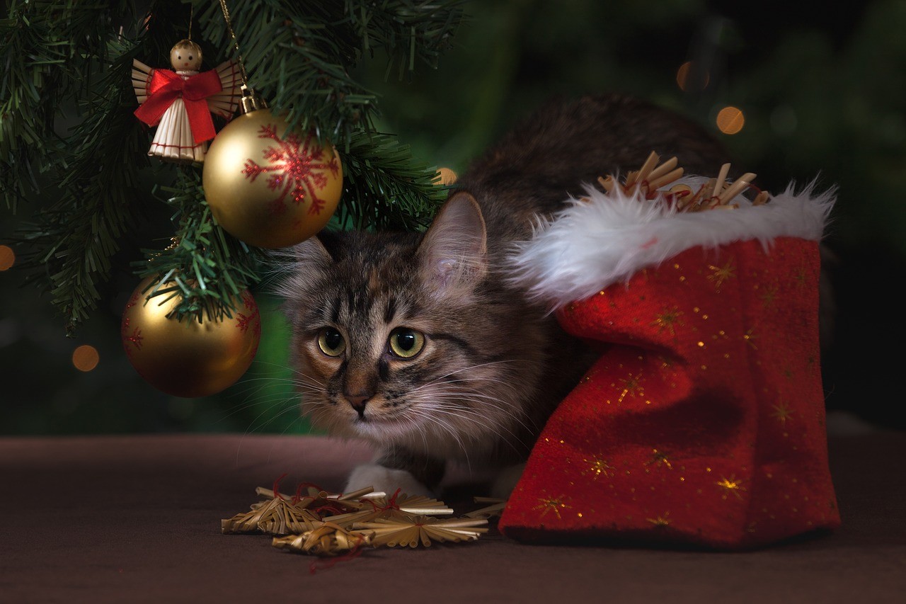 Weihnachten, Weihnachten und. .. wieder dieses Feuerwerk