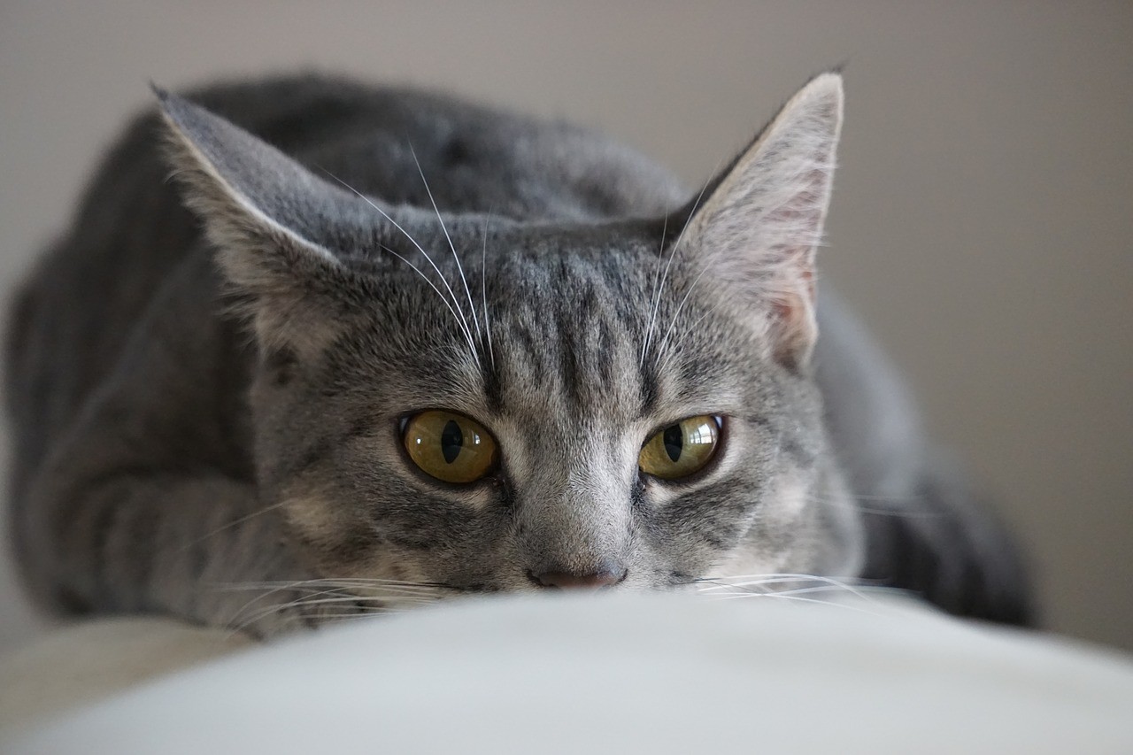 Tipps und Tricks für eine stressfreie Reise mit Ihrer Katze