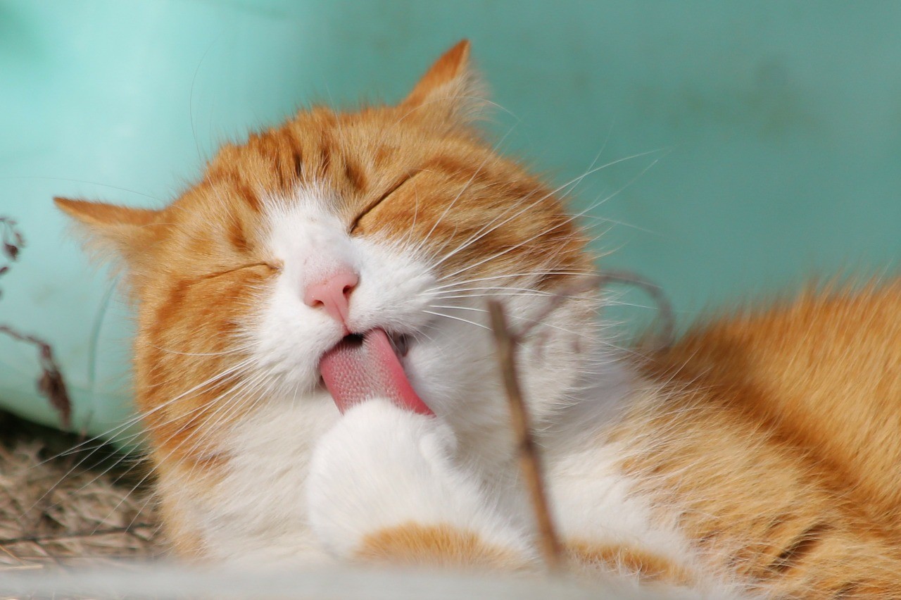 Die Katze leckt die Pfote. Die Aufrechterhaltung der Hygiene und die Sauberkeit sind eine sehr wichtige Aktivität für Katzen. Eine Katze, die aufhört zu waschen, fühlt sich wahrscheinlich unwohl.