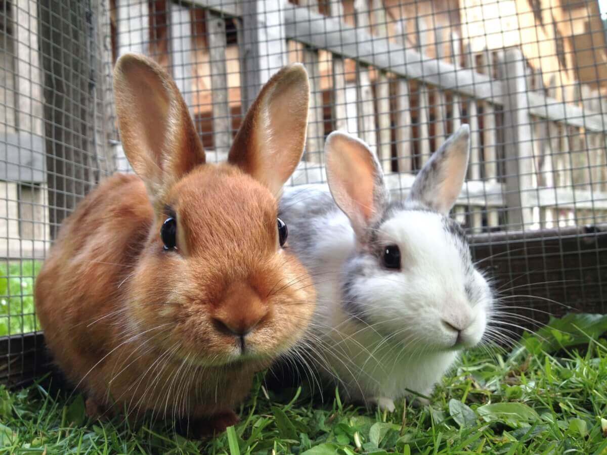 Richtige Ernährung von Kaninchen