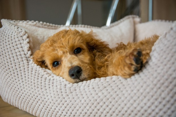 Die beste Babyausstattung für Hunde