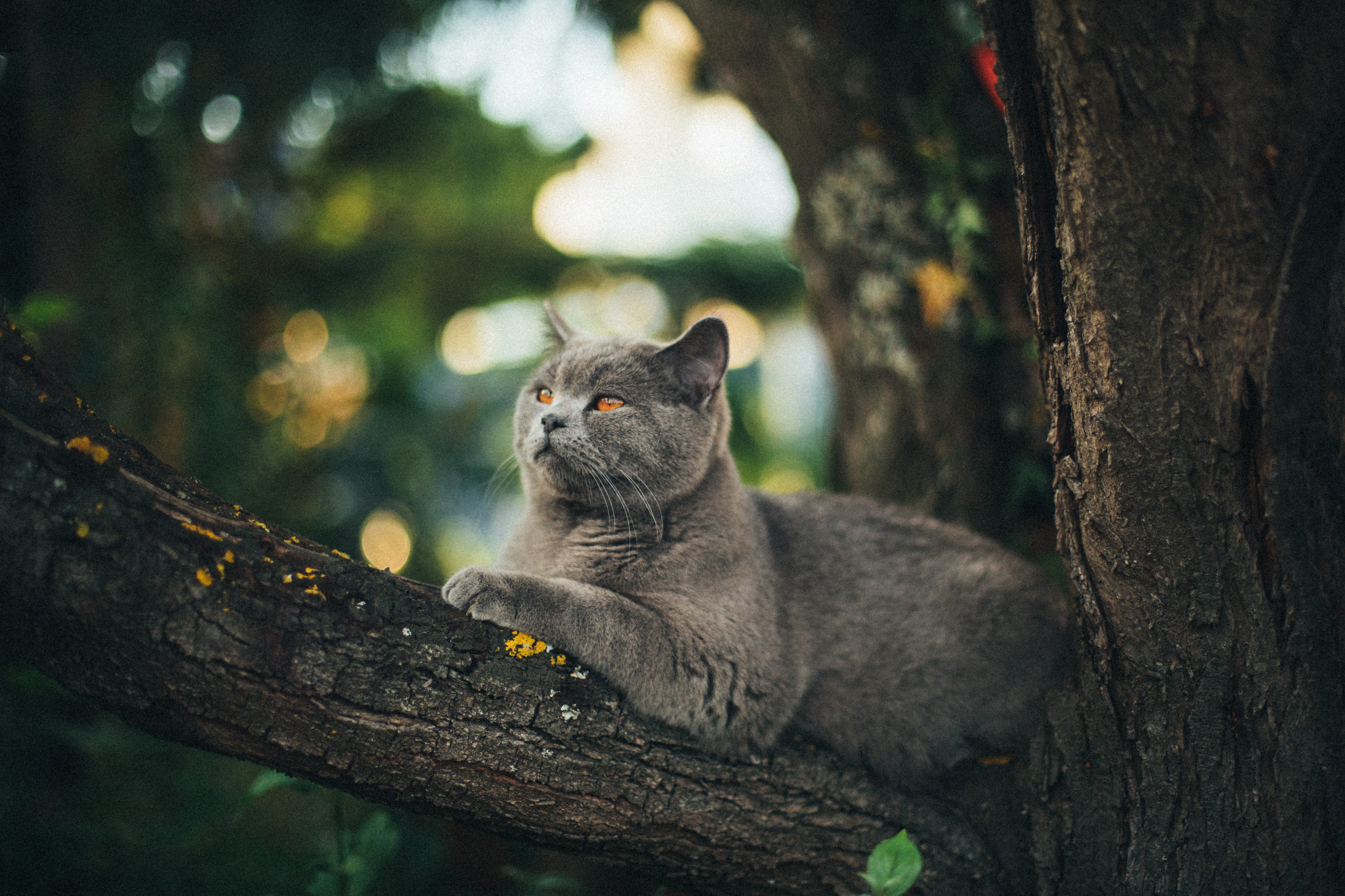 3 tödliche Krankheiten, die eine Katze im Freien fangen kann