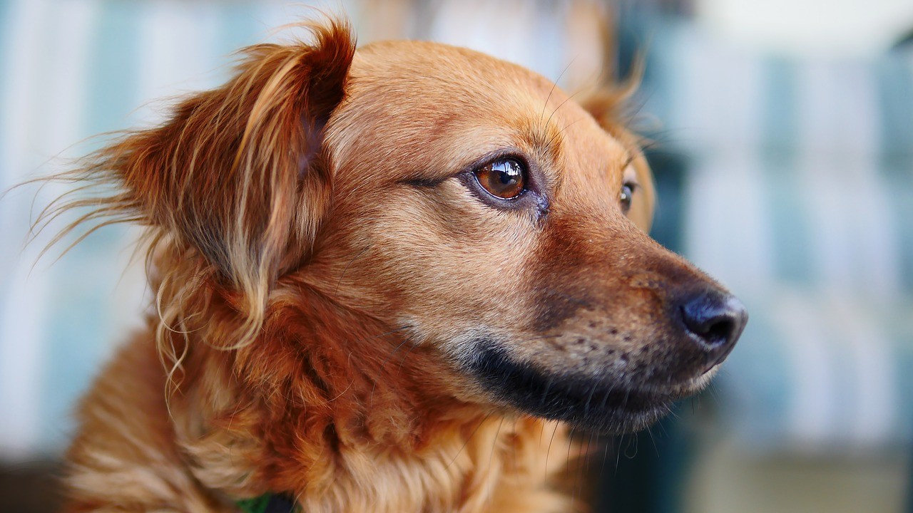 Wenn Sie Ihren Hund impfen, schützen Sie ihn vor vielen Krankheiten, einschließlich Parvovirose.