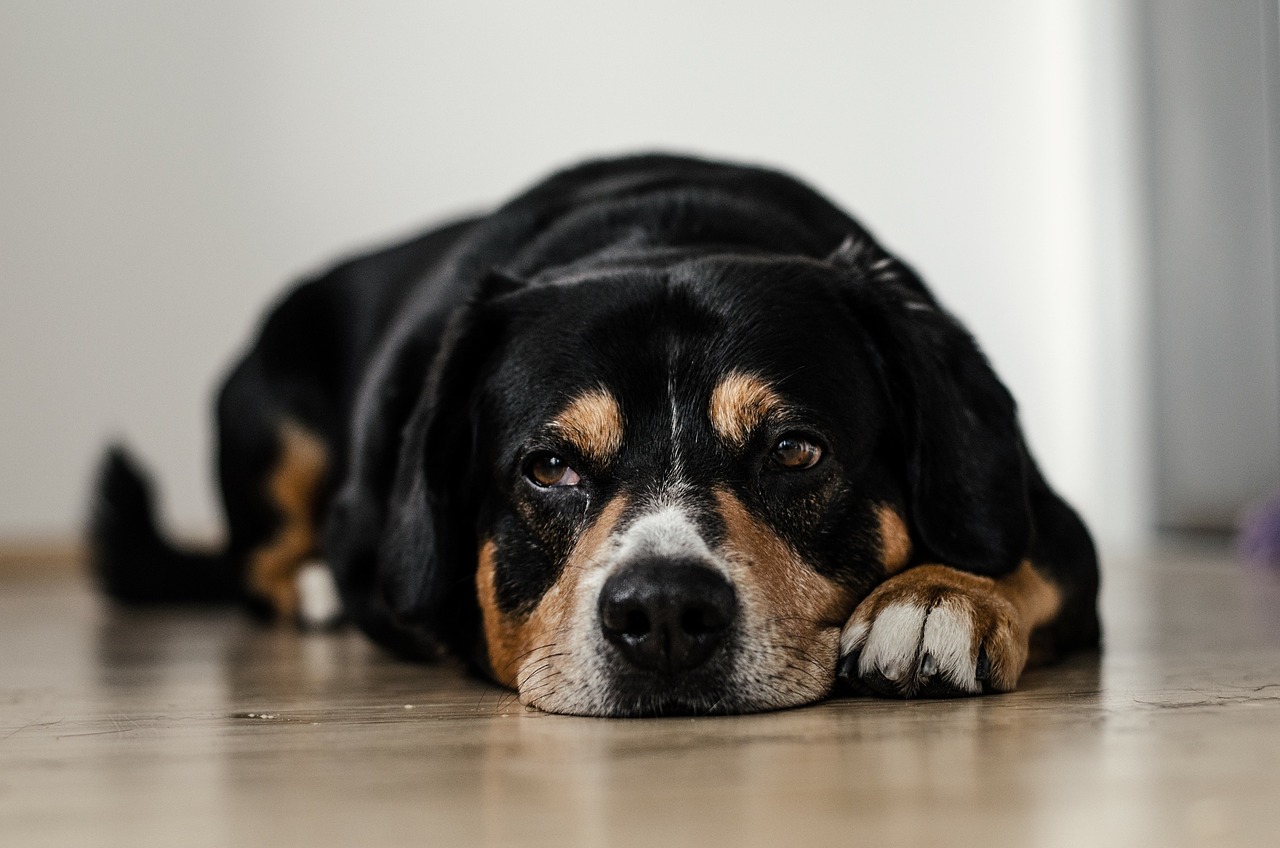Der Hund aus dem Tierheim oder aus der Stiftung?