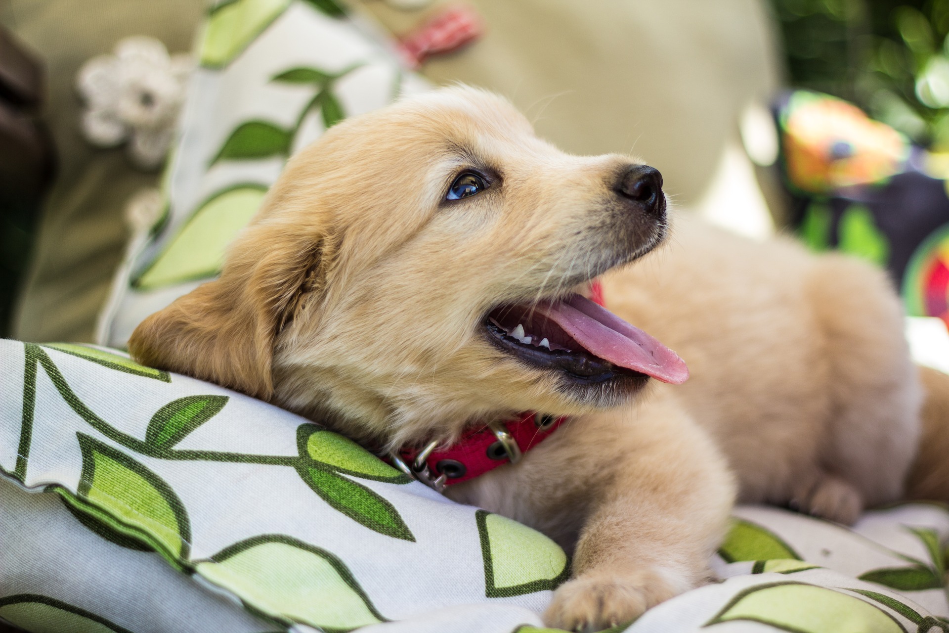 Wie lange schlafen die Welpen? Warum brauchen junge Hunde viel Schlaf?