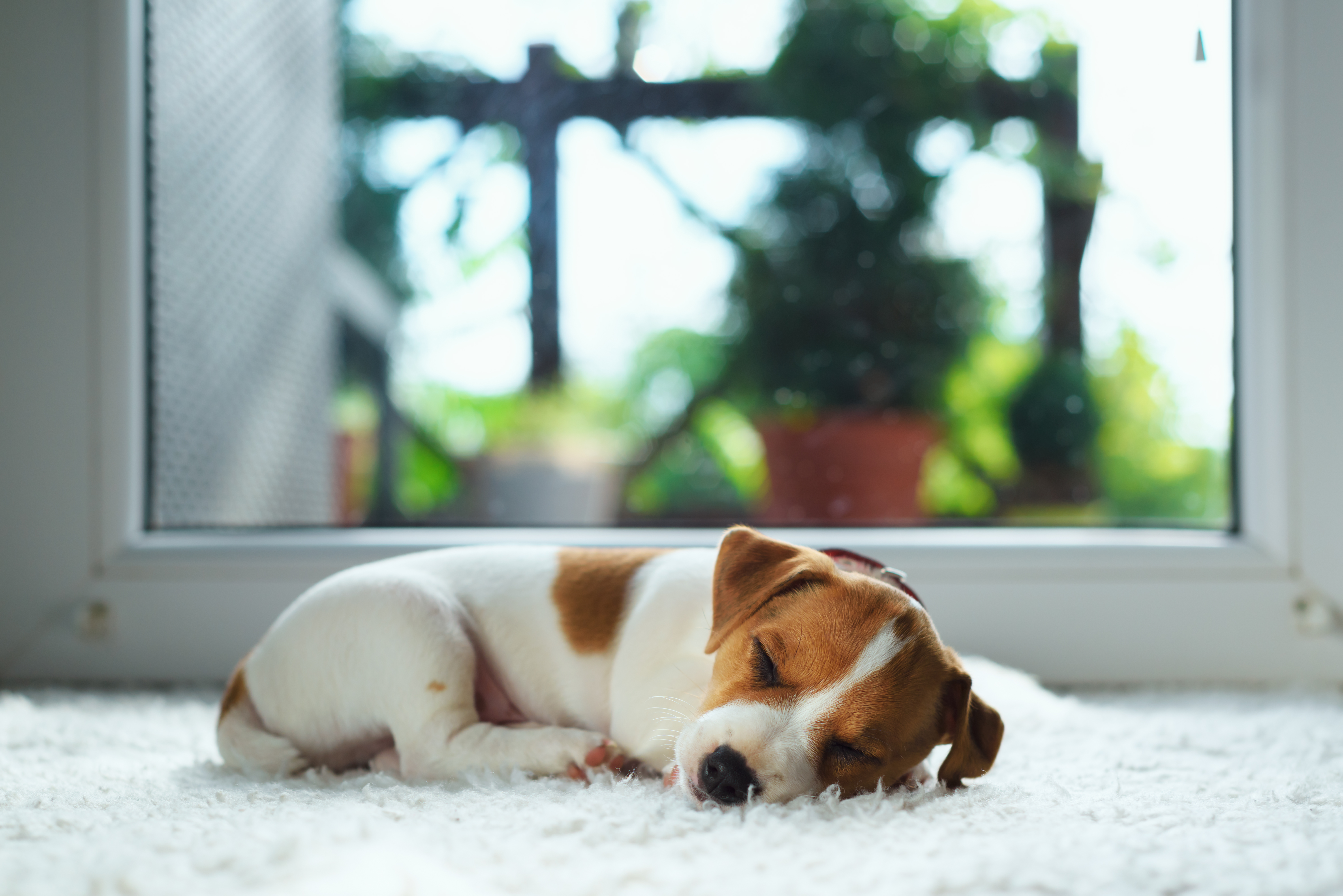 Hunde entwickeln keine Krankheit, die durch das Coronavirus SARS-CoV-2 verursacht wird. Dieses Virus hat keine Fähigkeit, in die Körperzellen von Tieren einzudringen und sich dort zu vermehren.