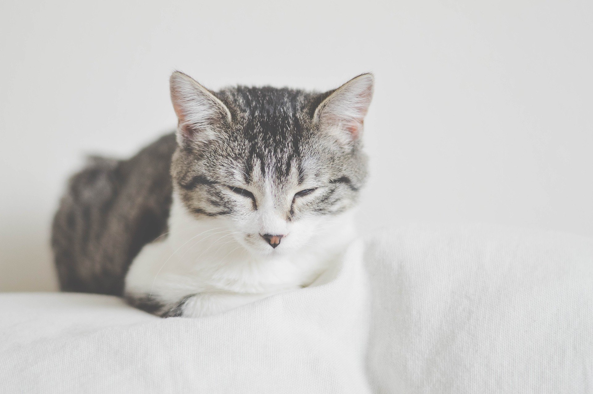 Diabetes bei einer Katze ist eine Krankheit, die sowohl für das Haustier als auch für seinen Besitzer belastend und unangenehm ist. Überprüfen Sie, wie es zu behandeln ist.