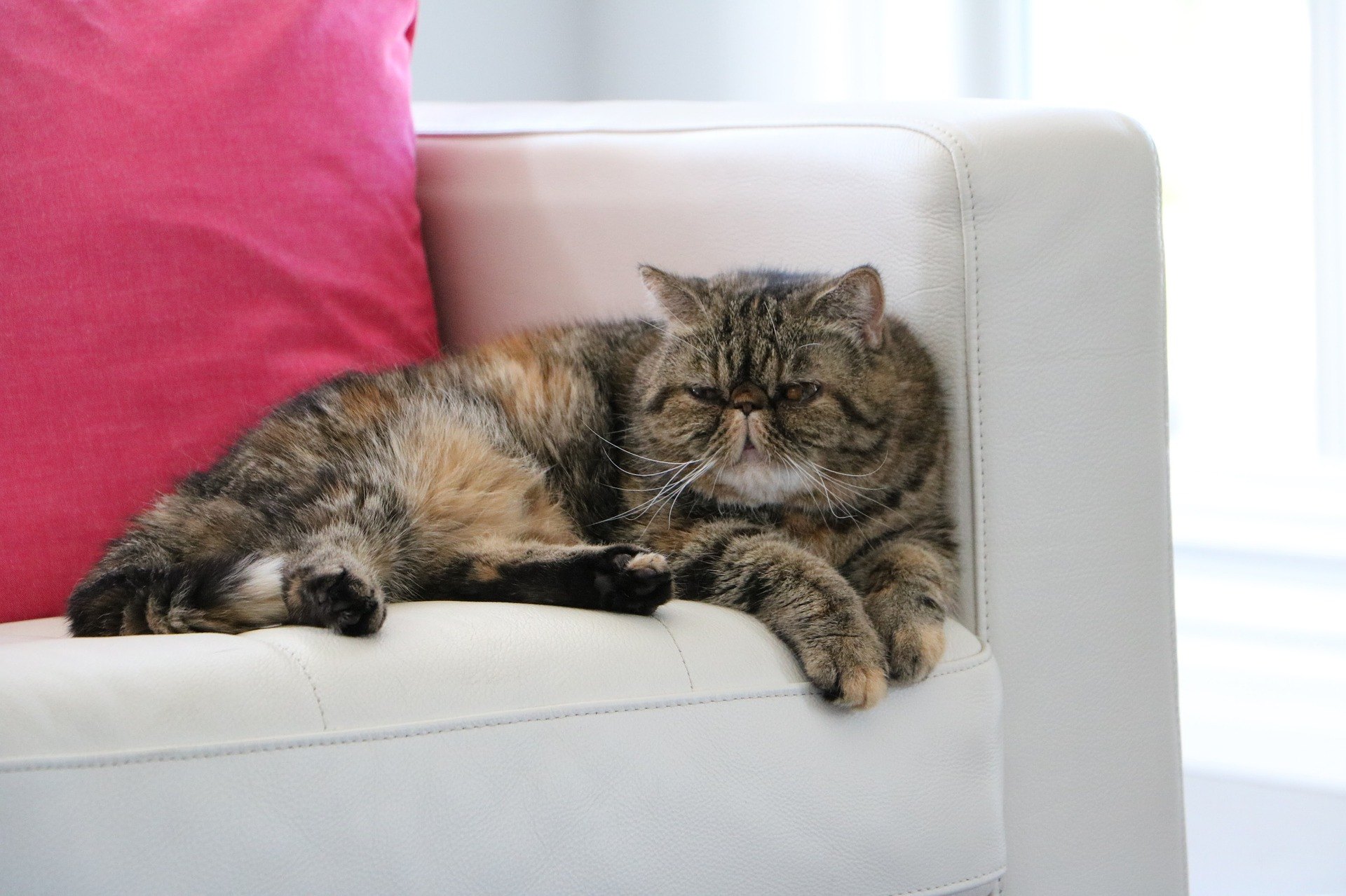 Exotische Katzen sind von Natur aus sanftmütig, fröhlich, freundlich und ihrem Vormund sehr verbunden.