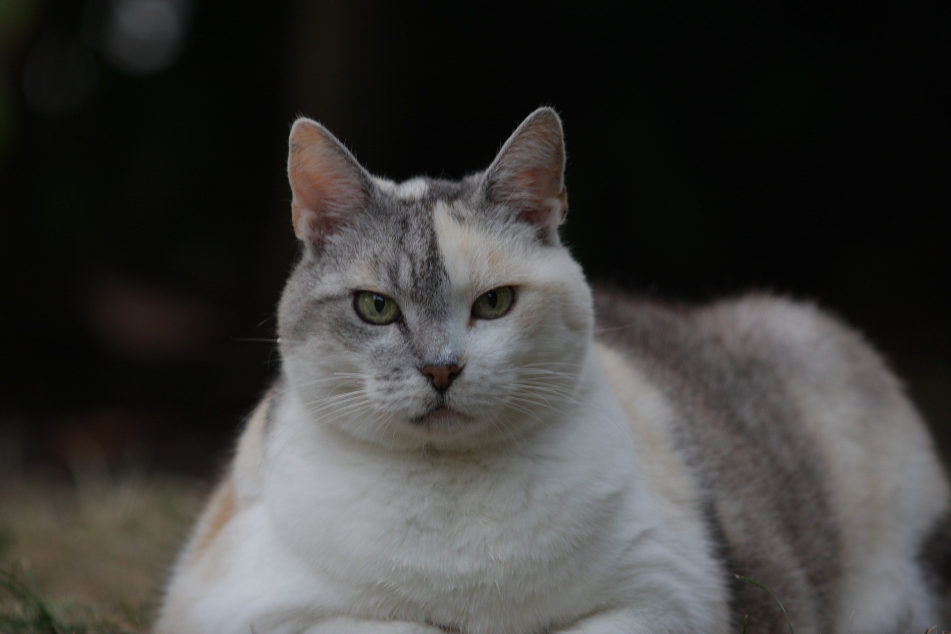 Fettleibigkeit bei einer Katze ist oft das Ergebnis geringer Aktivität und schlechter Ernährung. Dieser Zustand ist sehr gefährlich.