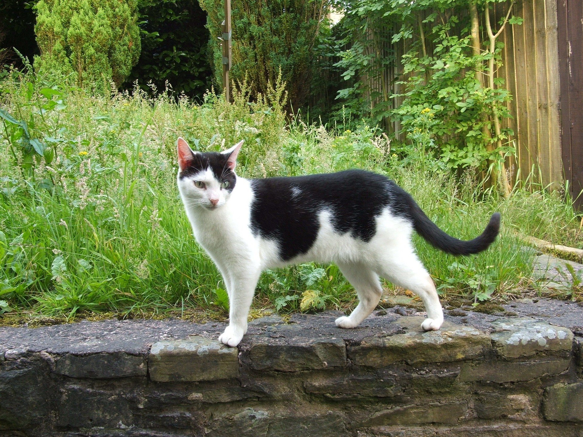 Woran erkennt man das Geschlecht einer kleinen Katze? Obwohl es einige Probleme mit dieser Aufgabe gibt, kann sie mit einem hohen Maß an Vertrauen durchgeführt werden.