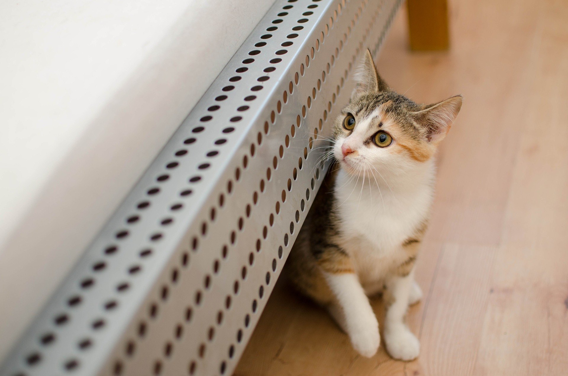 Es ist nicht leicht, der Katze eine Tablette zu verabreichen. Es ist schwer, dieses unabhängige Tier dazu zu bringen, etwas zu schlucken, was sie nicht schlucken will.