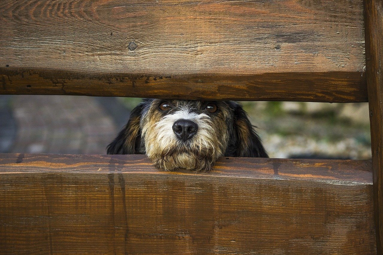 Pseudo-Zwinger ist eine nicht registrierte Zucht von nicht reinrassigen Haustieren ohne Stammbaum, die hauptsächlich mit Hunden verwandt sind.