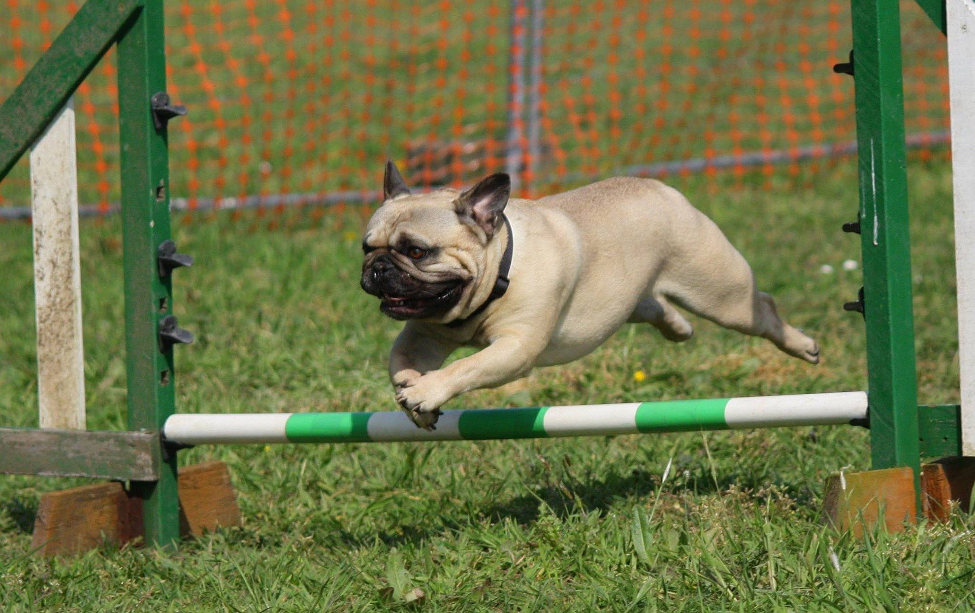 Arthritis kann jeden Hund betreffen. Es gibt jedoch Rassen, die für diese schmerzhafte Krankheit prädisponiert sind.