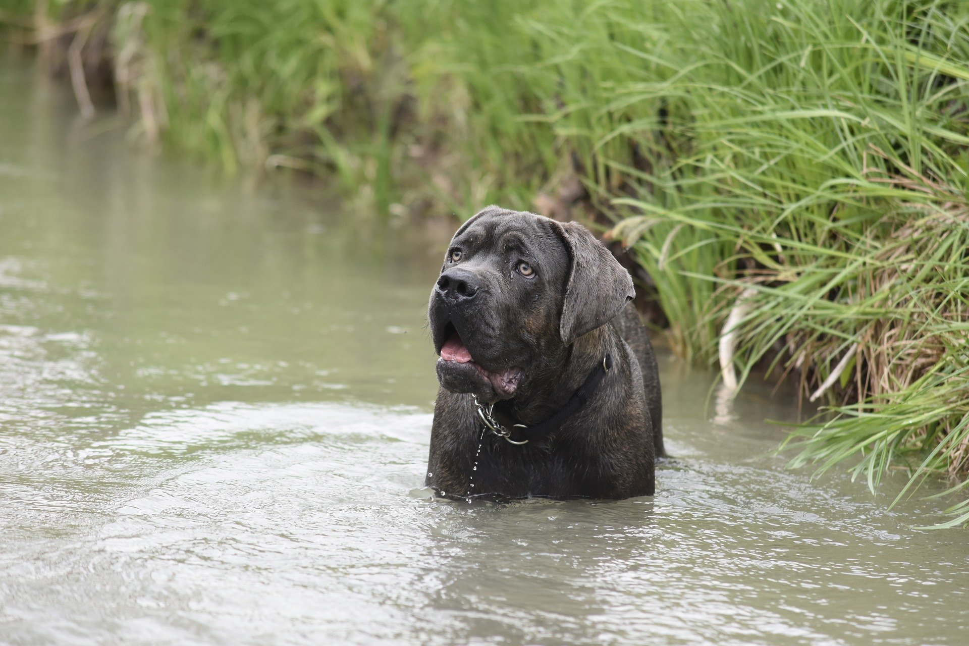 Der Cane Corso ist ein Wach-, Wach-, Verfolgungs- und Polizeihund. Trotz seiner Größe hat er eine äußerst sanfte Einstellung.