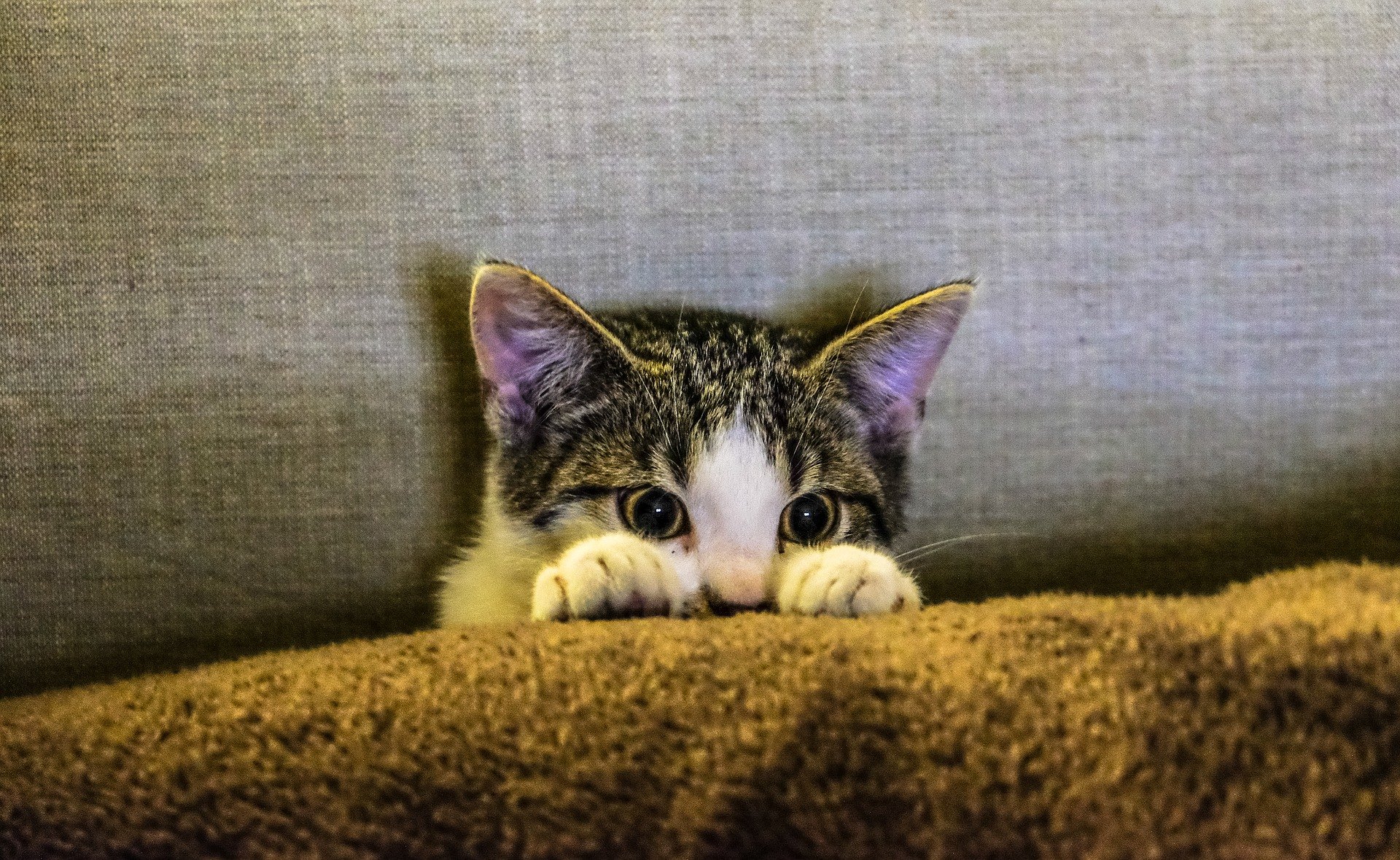 Die Sterilisation einer Katze schützt sie vor vielen Krankheiten und verringert das Phänomen der Obdachlosigkeit von Katzen.