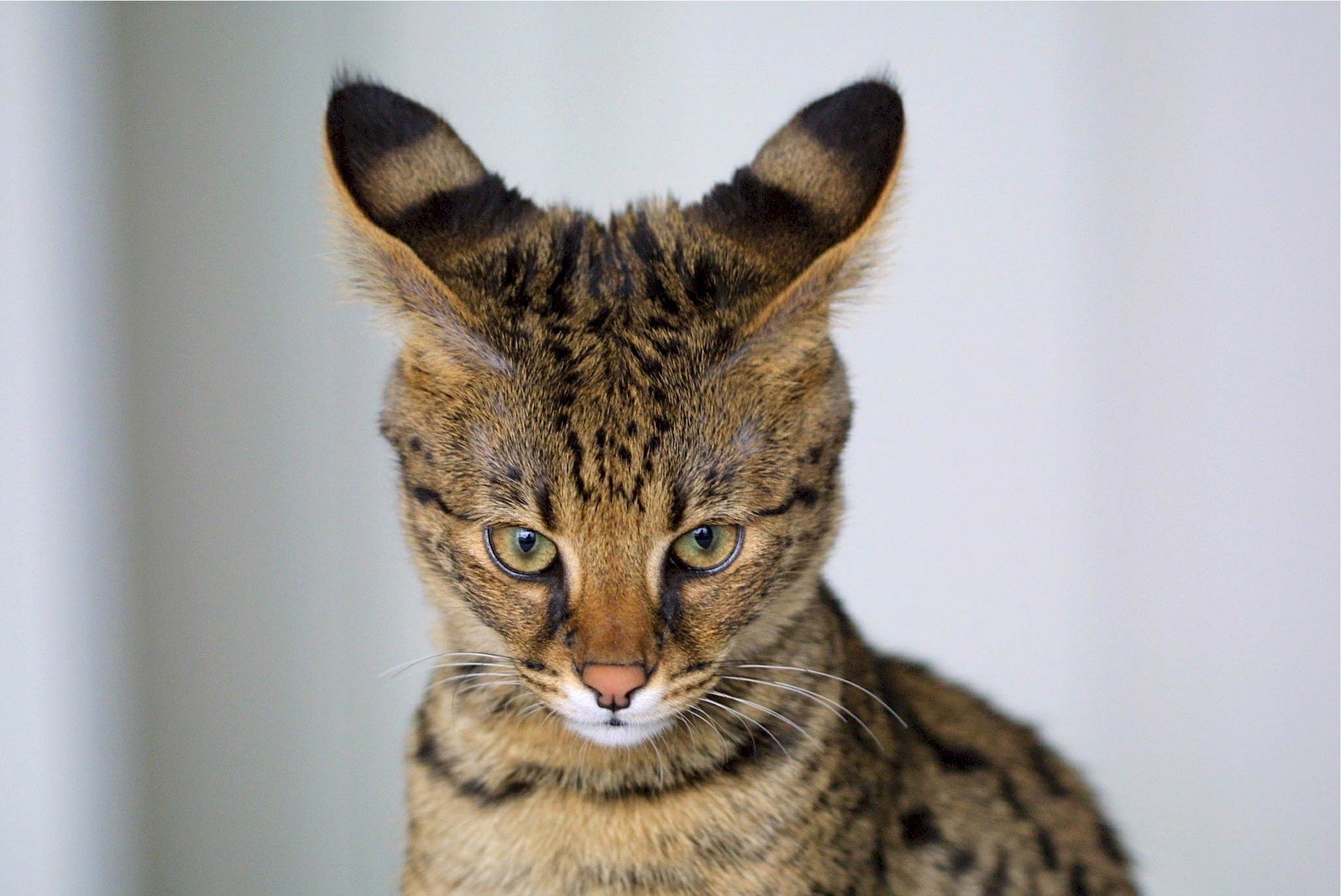Savannenkatze