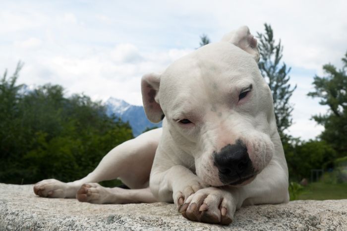 Den argentinske hund er en stor hunderace, hvor kun den hvide farve er tilladt.