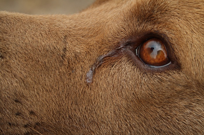 Bindehindebetændelse hos hunde.