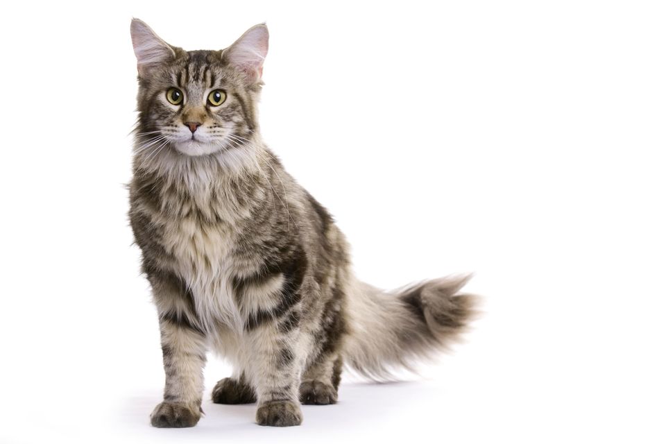 Den unge Maine Coon har meget tyk, fluffy pels og store ovale øjne.