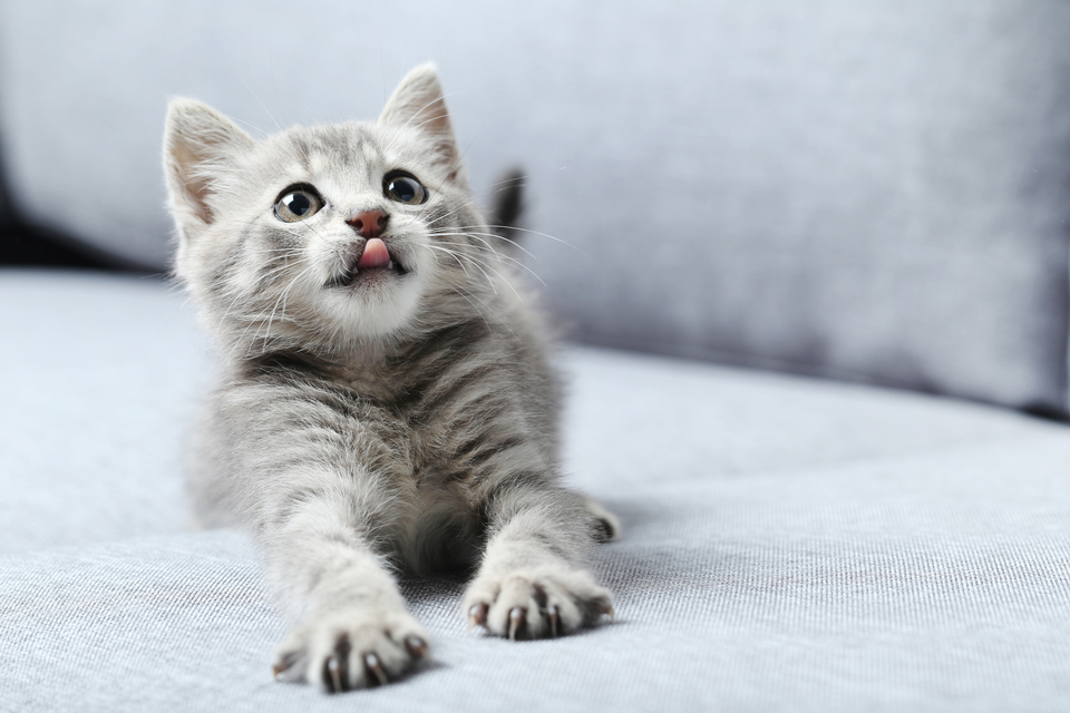 Kattebakken til killinger behøver ikke at være meget stor, men det skal tages i betragtning, at katten hurtigt vokser ud af den, og du bør købe en ny, større kattebakke.