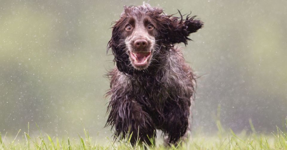 Den våde hund løber glad. Jagthunde elsker vand og leger gerne i det.