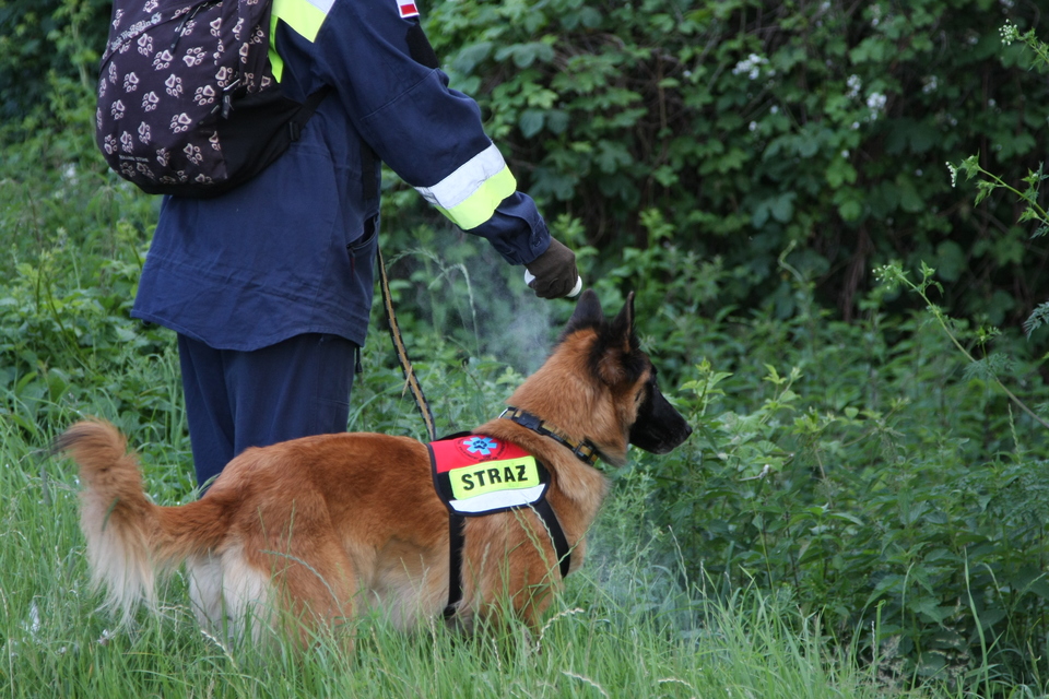 Hunden hjælper med at søge i skoven efter savnede personer.