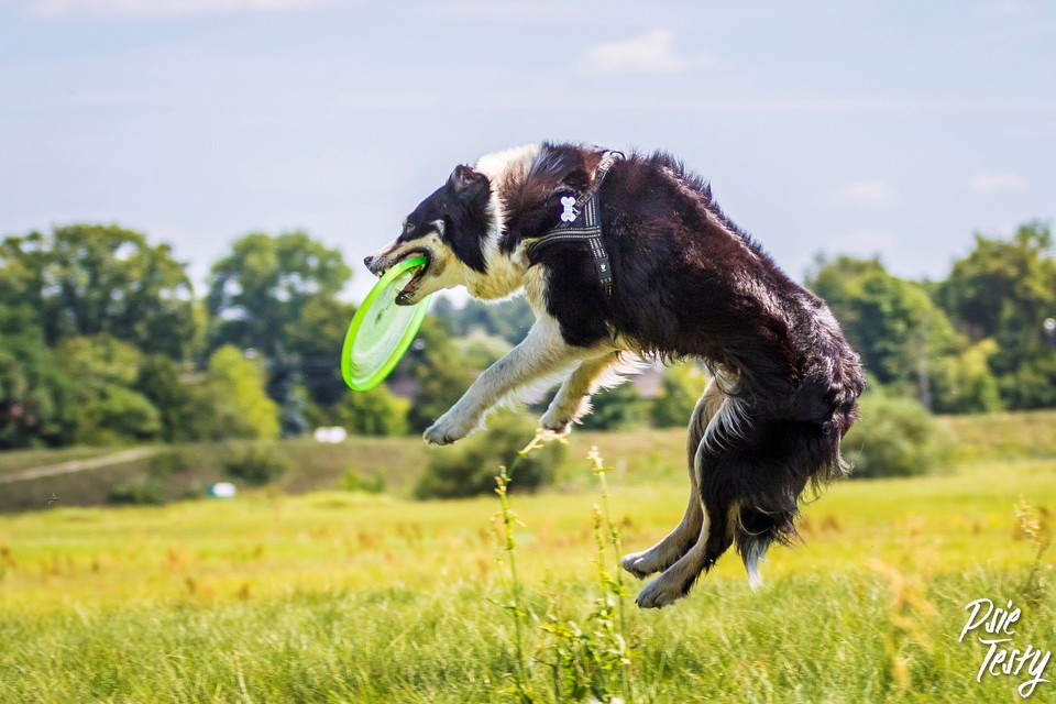 Hunden bader tallerkenen i luften