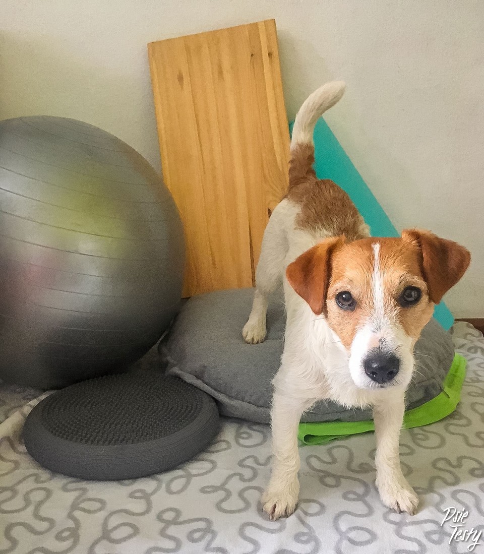 Hund på sin seng med en bold og legetøj