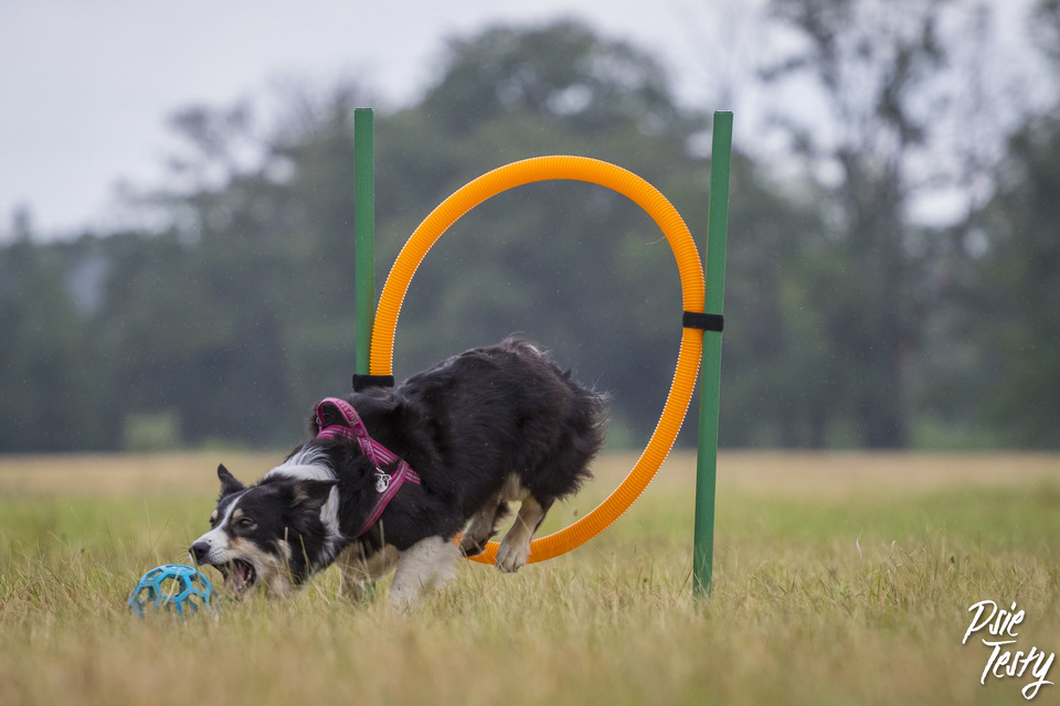 Hunden springer gennem ringen