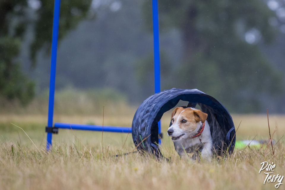 lille hund går gennem tunnelen