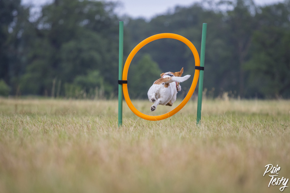 lille hund springer over ringen