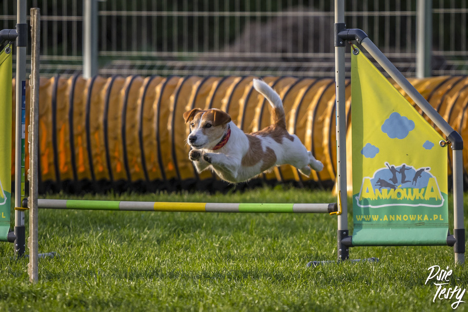 Den lille hund springer over forhindringen