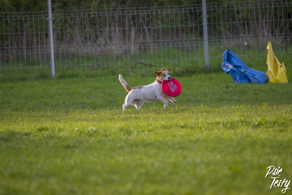Hunden løber med en tallerken i munden over engen