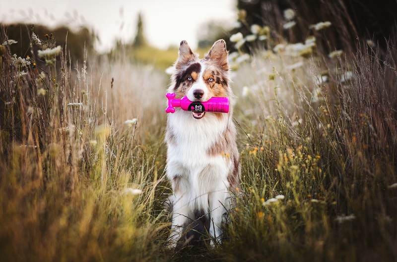 En velplejet Border Collie har shampoo i munden.