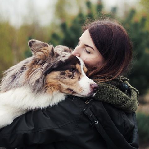 Badet og kæmmet krammer Border Collie sig ind til dig.