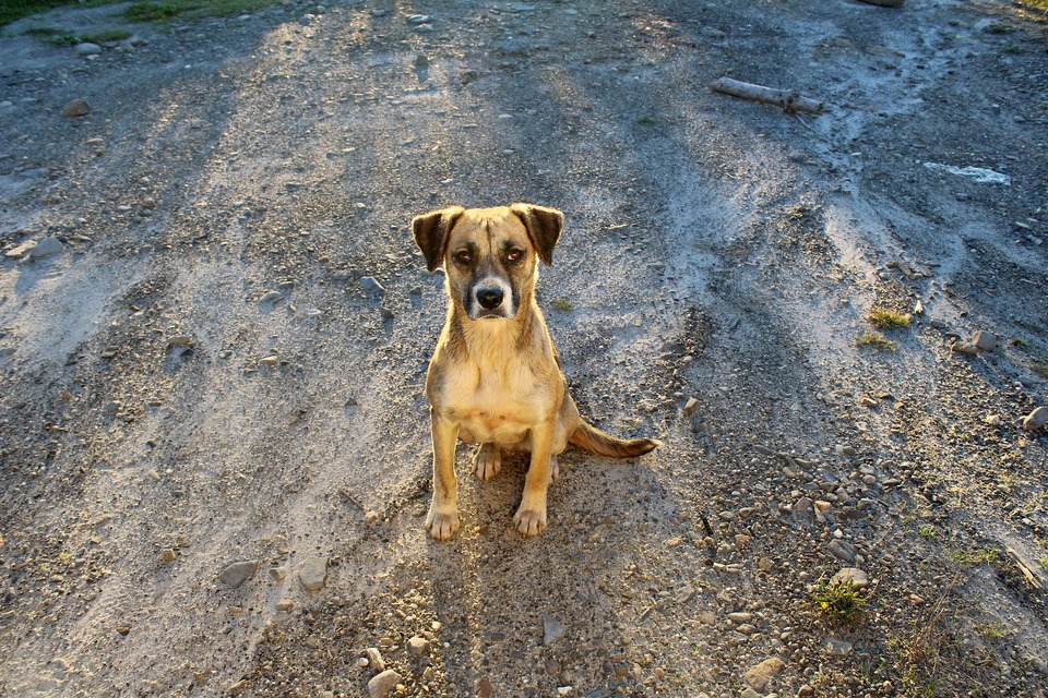 Læs om chip- og dokumentkrav ved køb af hund.