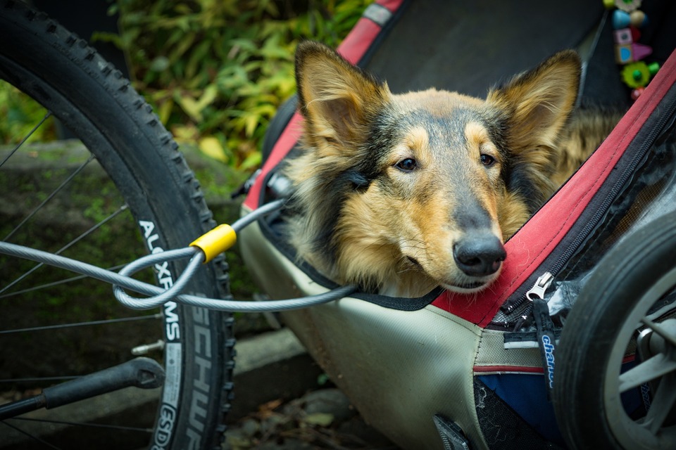Hund i en vogn fastgjort til cyklen. Han læner hovedet og ser på udsigten, sikret med en snor og et passende reb.