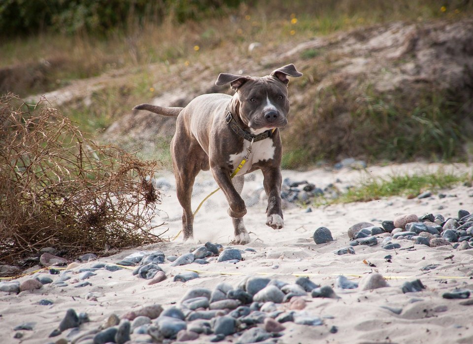 Amstaff er meget energisk og loyal. På grund af sin stærke trang til bevægelse har han brug for daglig motion og lange gåture.