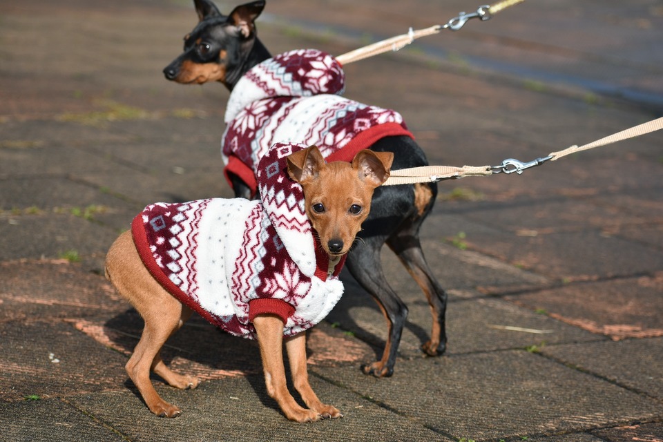 Tøj til hunde af små racer er et praktisk gadget til at overleve de koldeste perioder.