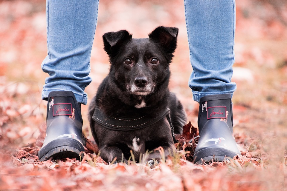 Hunden viser tillid på mange måder, for eksempel ved at have lyst til at tilbringe tid sammen og for eksempel sidde mellem benene.