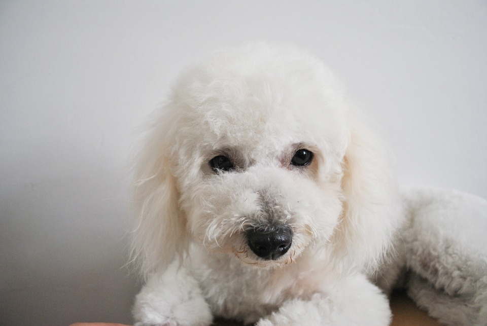 Bichons betragtes som allergivenlige hunde, men de kræver meget mere tid til pleje af deres pels - børstning og regelmæssig badning.