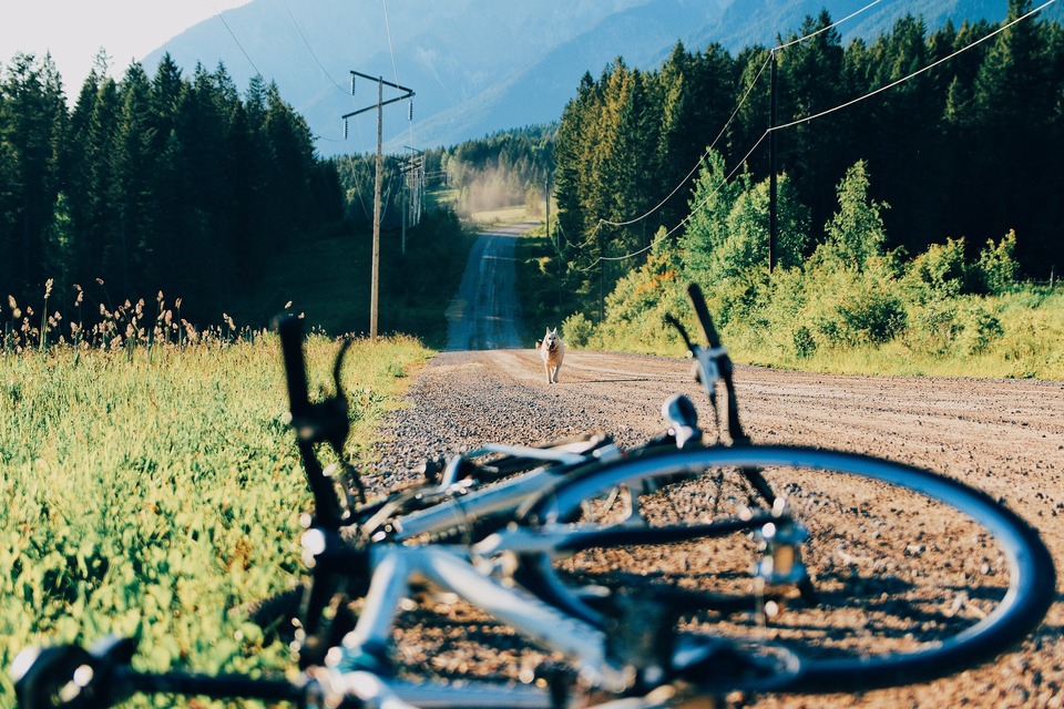 På markvejen mellem bakkerne løber en hund hen til cyklen.