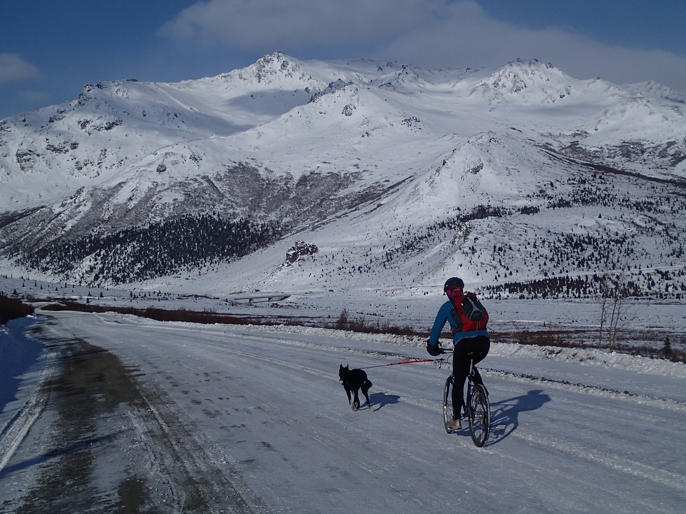 Hunden løber ved siden af cyklen, som manden kører. Turen er mellem de sneklædte bjerge. Cykelture med hunden kan også finde sted om vinteren, hvis hunden er godt forberedt.